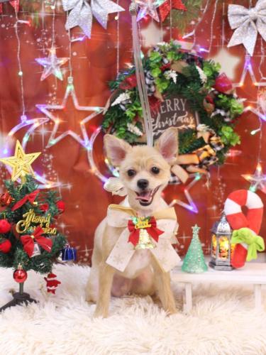 20231203リクくん